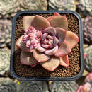 Echeveria 'German Champaign' 2" Succulent Plant Cutting