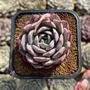Echeveria 'Secret' 2" Succulent Plant Cutting