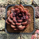 Echeveria 'Dark Ice' 2" Succulent Plant Cutting
