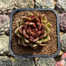 Echeveria 'Magic Coco' 2" Succulent Plant Cutting