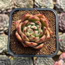 Echeveria 'Orange Champaign' 2" Succulent Plant Cutting
