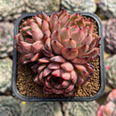Echeveria 'Nomad' 2" Succulent Plant Cutting
