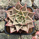Echeveria 'Jade Star' Variegated 2" Succulent Plant Cutting