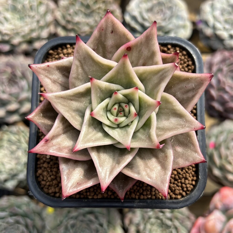 star plant succulent Echeveria 'Jade Star' Variegated 2" Succulent Plant Cutting