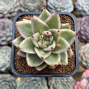 Echeveria Agavoides 'Elkhorn' Variegated 2" Succulent Plant Cutting