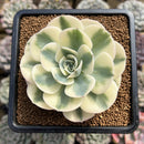 Echeveria 'Compton Carousel' 2"-3" Succulent Plant