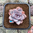 Echeveria 'Miss Jin' 2" Succulent Plant Cutting