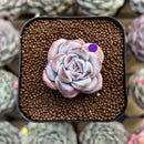 Echeveria 'Miss Jin' 2" Succulent Plant Cutting