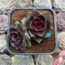 Echeveria 'Black Queen' Hybrid 2"-3" Cluster Succulent Plant Cutting