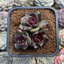 Echeveria 'Black Queen' Hybrid 2"-3" Cluster Succulent Plant Cutting