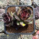 Echeveria 'Black Queen' Hybrid 2"-3" Cluster Succulent Plant Cutting