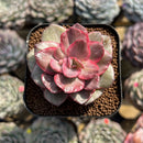 Echeveria 'Suyon' Variegated 1" Succulent Plant Cutting