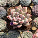 Echeveria 'Fresh Champagne' 2" Succulent Plant Cutting