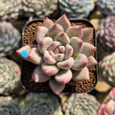 Echeveria 'Fresh Champagne' 2" Succulent Plant Cutting