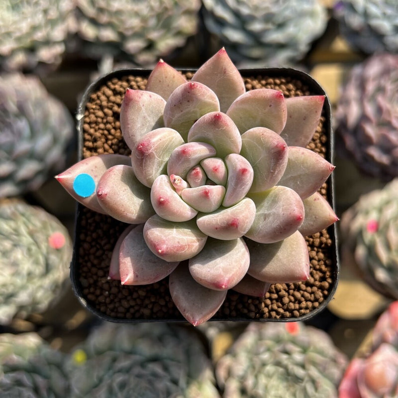 fresh succulents Echeveria 'Fresh Champagne' 2" Succulent Plant Cutting