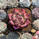Echeveria Agavoides 'Lancome' 2" Succulent Plant