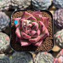 Echeveria Agavoides 'Lancome' 2" Succulent Plant