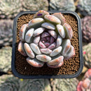 Echeveria 'Trumso' 2" Succulent Plant Cutting