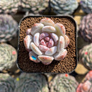 Echeveria 'Trumso' 2" Succulent Plant Cutting