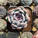 Echeveria 'Trumso' 2" Succulent Plant Cutting