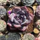 Echeveria 'Moila' 2" New Hybrid Succulent Plant Cutting