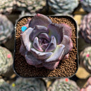 Echeveria 'Moila' 2" New Hybrid Succulent Plant Cutting