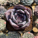 Echeveria 'Moila' 2" New Hybrid Succulent Plant Cutting