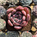 Echeveria 'Pink Champaign' 2" Succulent Plant Cutting