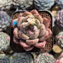 Echeveria 'Eos' 2" Succulent Plant Cutting