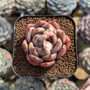 Echeveria 'Eos' 2" Succulent Plant Cutting