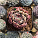 Echeveria 'Eos' 2" Succulent Plant Cutting