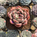 Echeveria 'Eos' 2" Succulent Plant Cutting