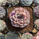 Echeveria 'Meteor' 1" Changhee Hybrid Succulent Plant