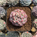 Echeveria 'Meteor' 1" Changhee Hybrid Succulent Plant