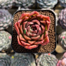 Echeveria 'Elizabeth' 2" Succulent Plant Cutting