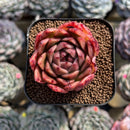 Echeveria 'Elizabeth' 2" Succulent Plant Cutting