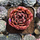 Echeveria 'Elizabeth' 2" Succulent Plant Cutting