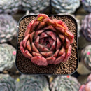 Echeveria 'Elizabeth' 2" Succulent Plant Cutting
