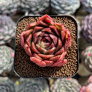 Echeveria 'Elizabeth' 2" Succulent Plant Cutting