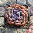 Echeveria 'Purple Stone' 2" Succulent Plant Cutting