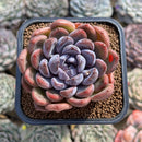 Echeveria 'Purple Stone' 2" Succulent Plant Cutting