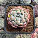 Echeveria 'Phantom of Pink' 2" Succulent Plant