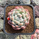 Echeveria 'Phantom of Pink' 2" Succulent Plant