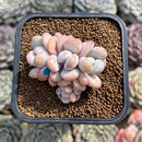 Graptoveria 'Lalla' 2" Cluster Succulent Plant Cutting