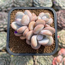 Graptoveria 'Lalla' 2" Cluster Succulent Plant Cutting