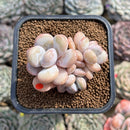Graptoveria 'Lalla' 2" Cluster Succulent Plant Cutting