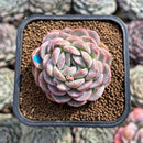 Echeveria 'Primera' 2" Succulent Plant Cutting