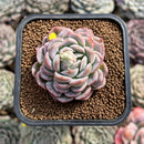 Echeveria 'Primera' 2" Succulent Plant Cutting