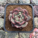 Echeveria 'Honey Bee' New Hybrid 2" Succulent Plant Cutting