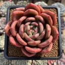 Echeveria 'Pink Champaign' 3"-4" Large Succulent Plant Cutting